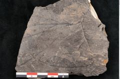 Foto (Objekt + Etikett) von Cinnamomum intermedium Ettingshausen (NHMW-GEO-2024-0188-10152)
